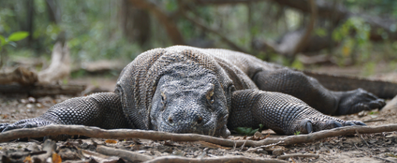 Komodo