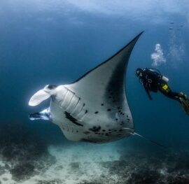 Diving and Snorkeling